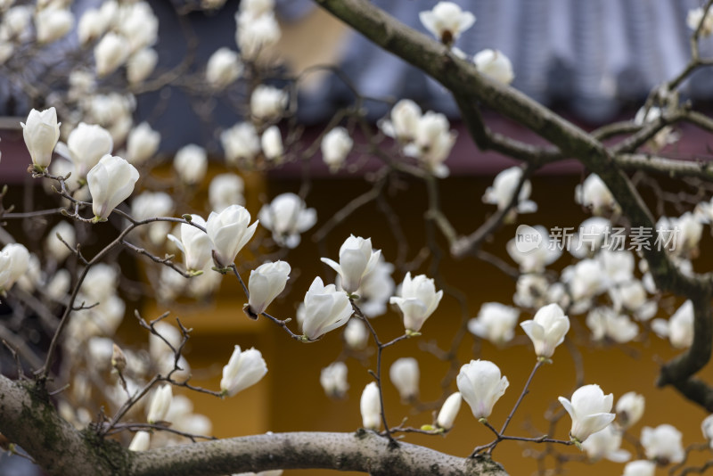 杭州法喜寺500年白玉兰盛放