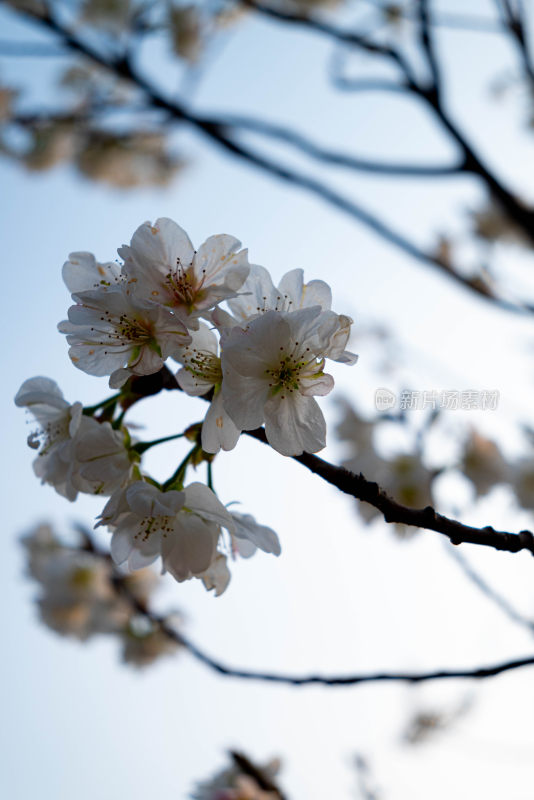 特写绽放的白色樱花