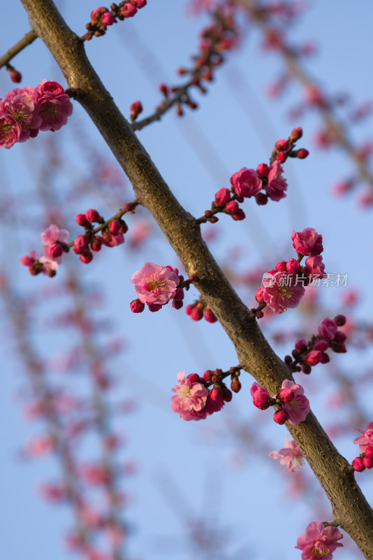 春暖花开粉红色梅花开放自然风景特写