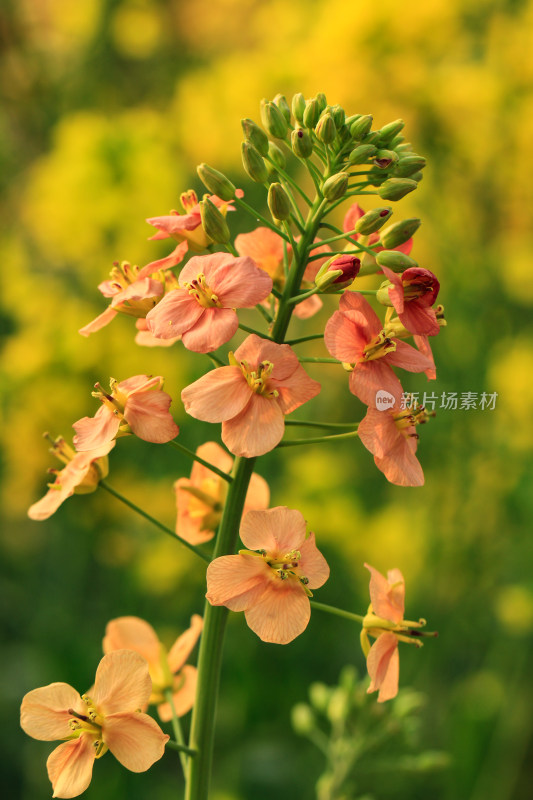 彩色的油菜花