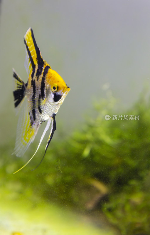 水族观赏鱼高清素材