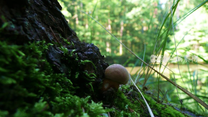 野生菌蘑菇生长环境