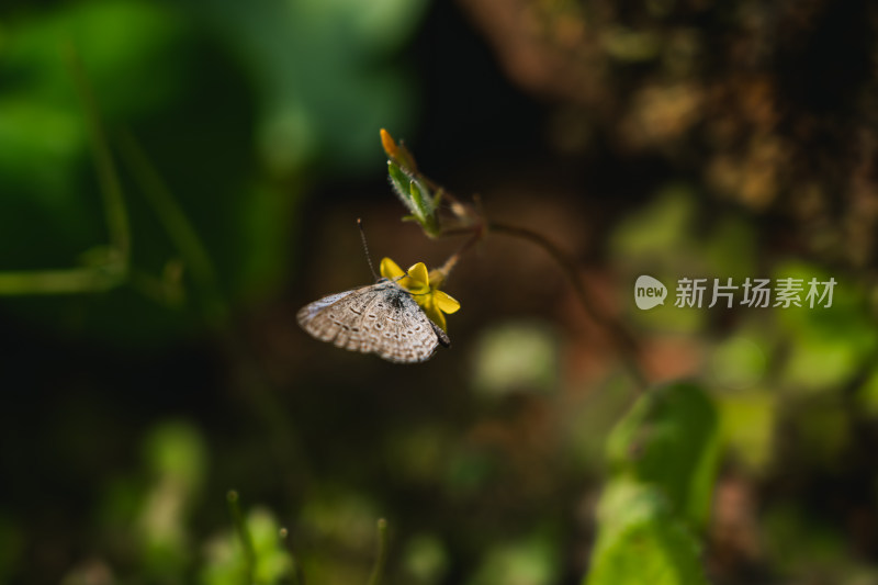 花朵上的蝴蝶特写