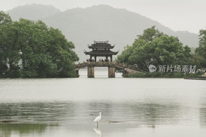 曲院风荷