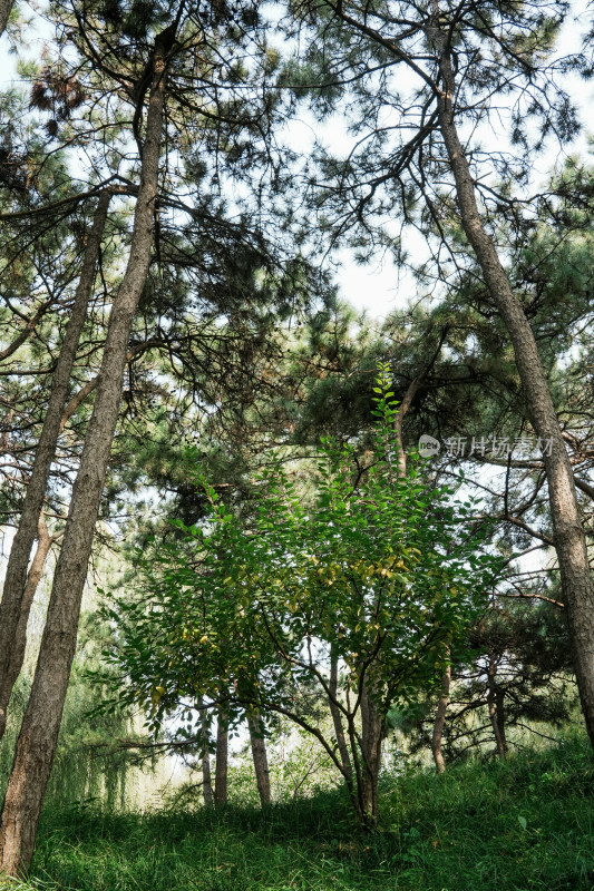 北京圆明园公园树林风景