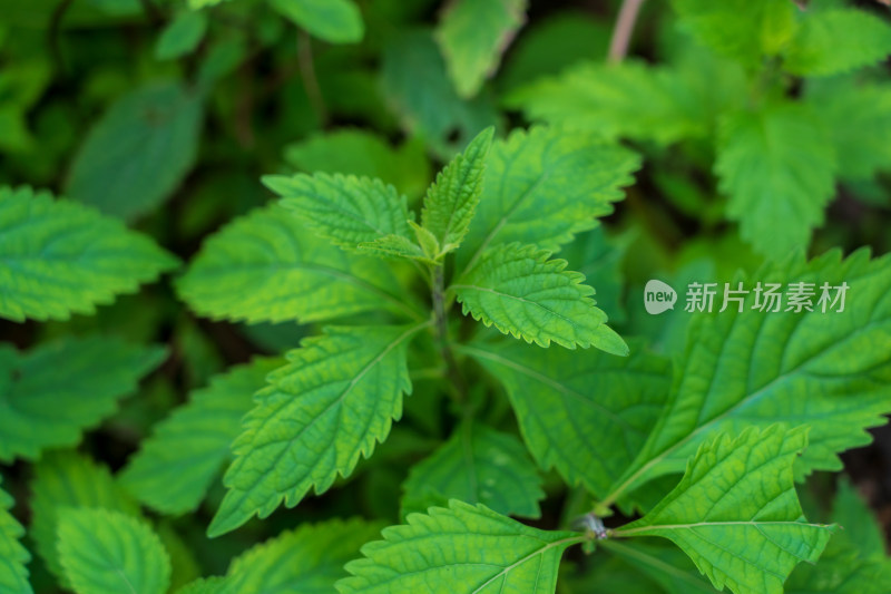 中药材唇形科植物显脉香茶菜