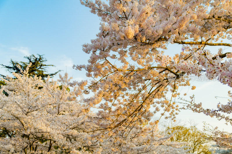 青岛中山公园盛开的樱花盛开