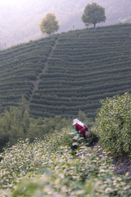 杭州大径山茶园风光