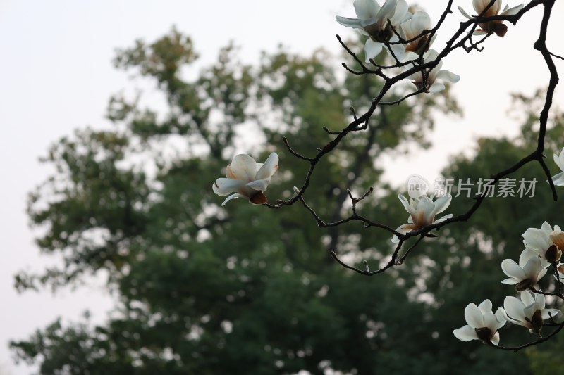 盛开的玉兰花枝特写