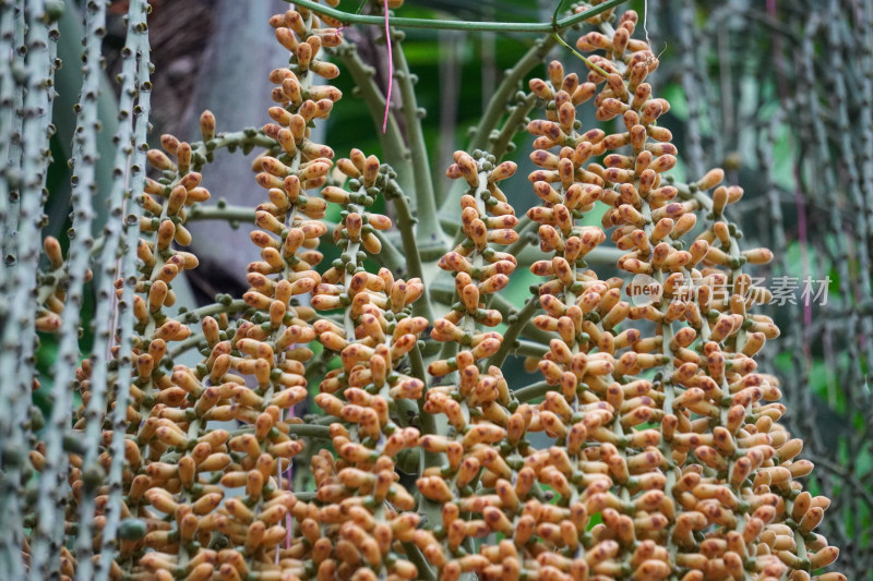 热带植物果实沙枣沙棘树果实