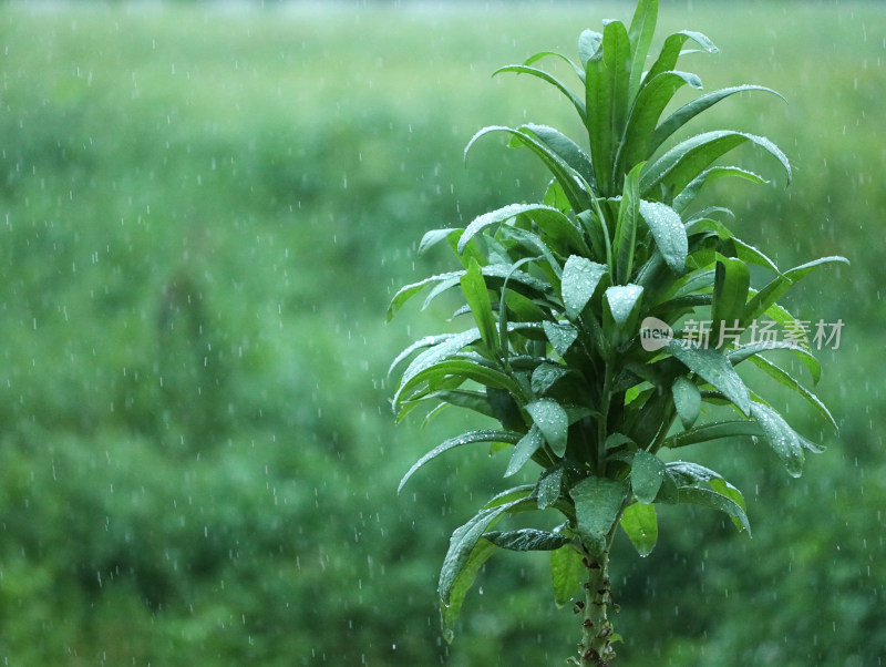 下雨天中的雨丝和绿色植物自然风景的背景图