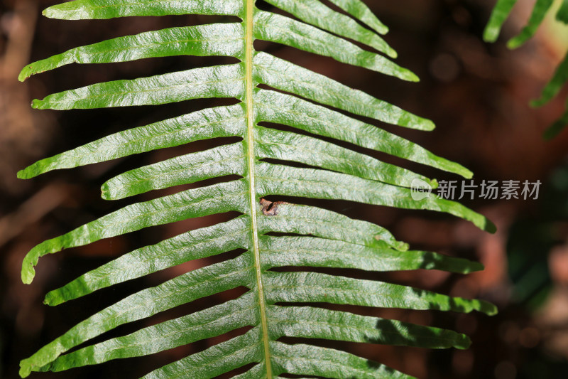 绿色蕨类植物叶片特写