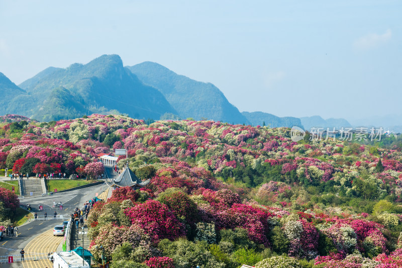 贵州百里杜鹃