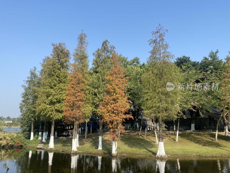 广州白云湖公园秋天景色水杉