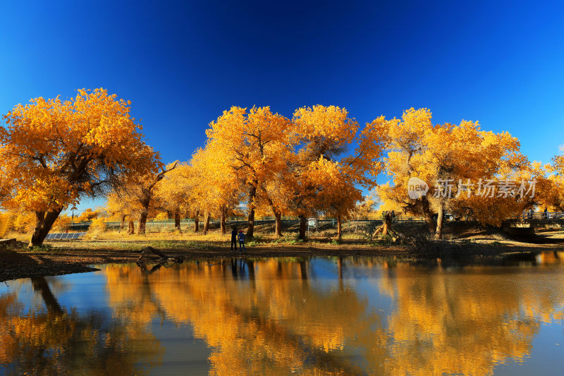 额济纳河畔金色的胡杨林