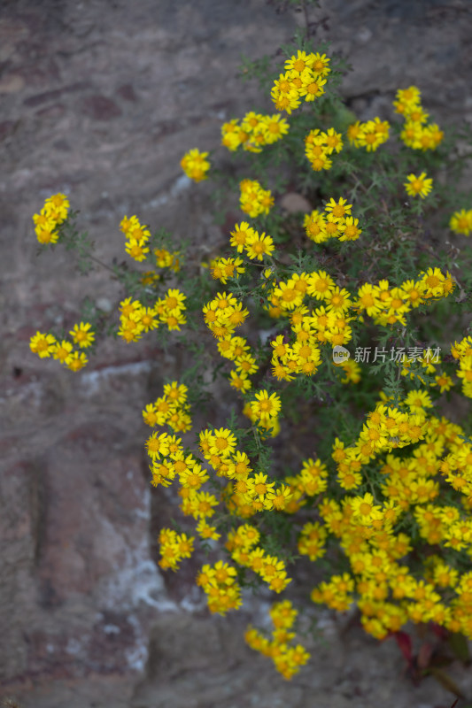 秋天太行山金黄色野菊花盛开01