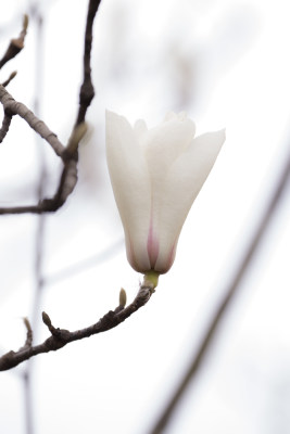 春天百花盛开