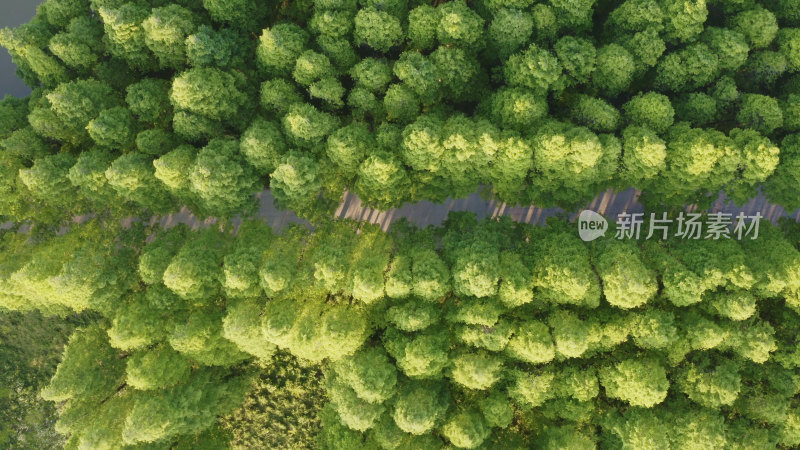 水杉树防护林