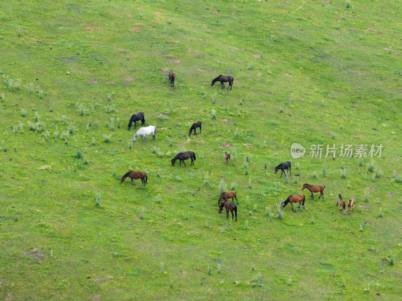 航拍新疆伊犁恰西草原上的马群