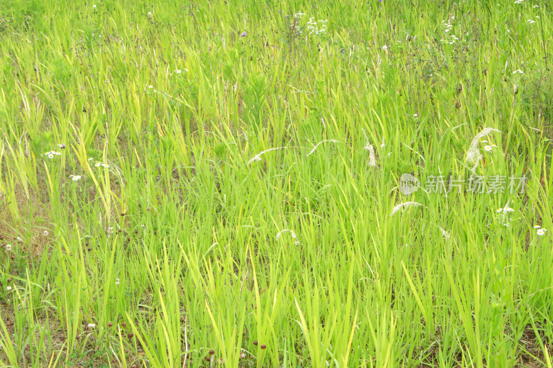 乡村绿色春天植物风景自然户外