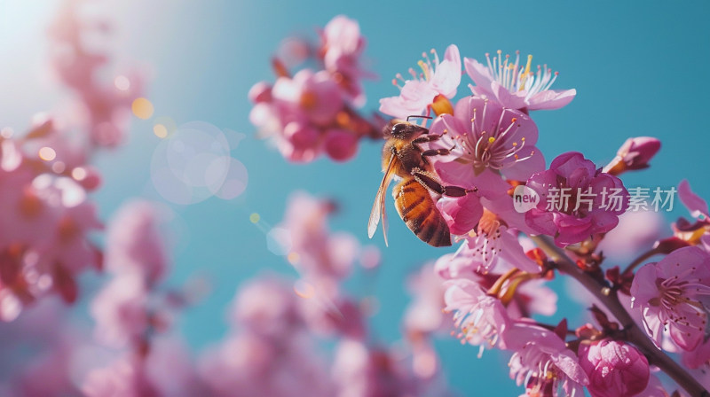 蜜蜂停在盛开的樱花上特写