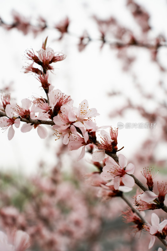 颐和园桃花堤桃花桃树