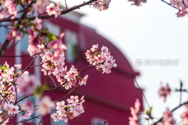 盛开樱花树