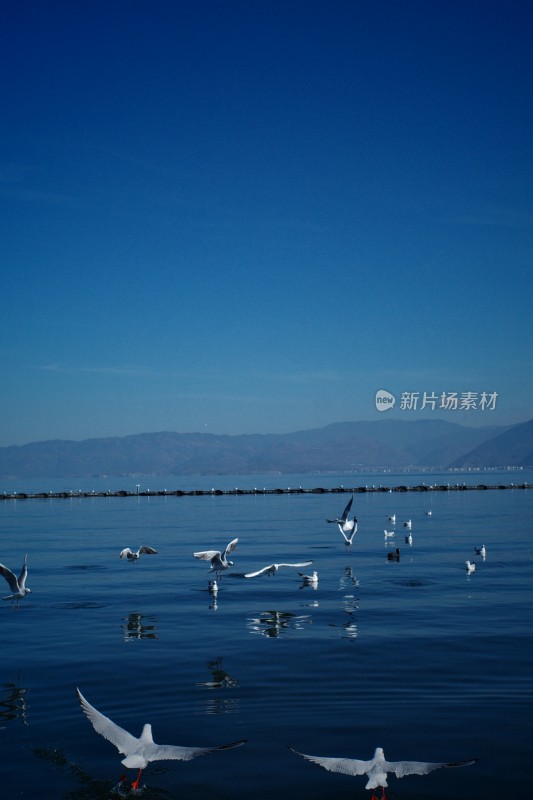 洱海上飞翔与浮游的西伯利亚海鸥