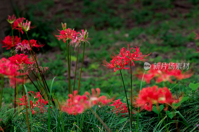 草丛中，盛开的彼岸花特写