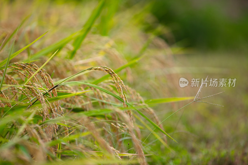 农田种植传统粮食水稻