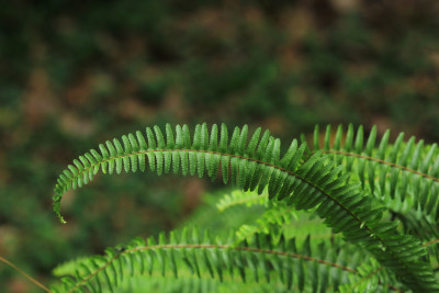 绿草蕨类植物背景素材