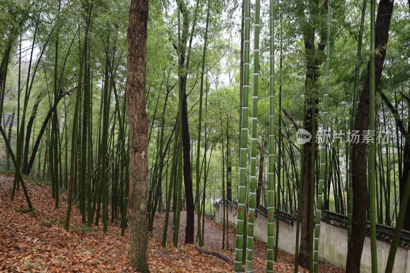 雨后竹林