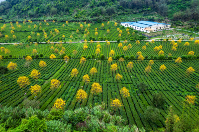 广东清远英德茶园茶场春天采茶风光航拍