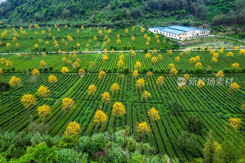 广东清远英德茶园茶场春天采茶风光航拍