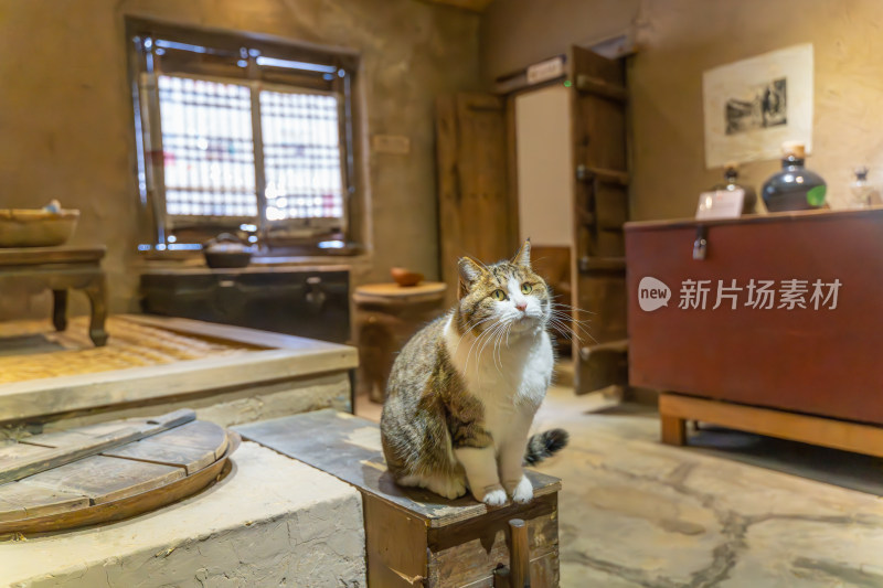 猫坐在复古老旧房屋回忆场景年代感