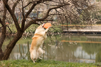 在草地上玩飞盘的边境牧羊犬