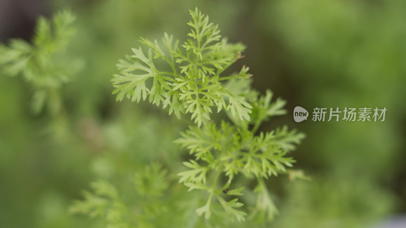 菊科蒿属植物猪毛蒿