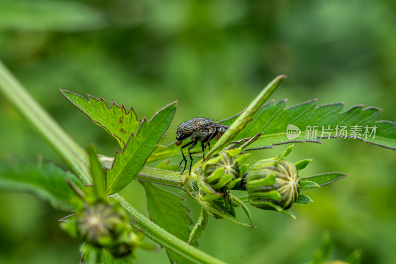 草丛中以花蜜为食的昆虫