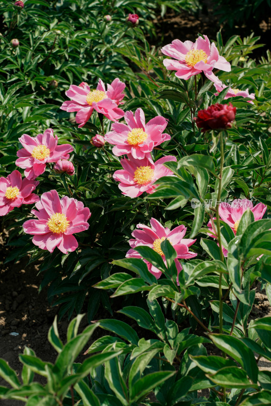 北京国家植物园芍药