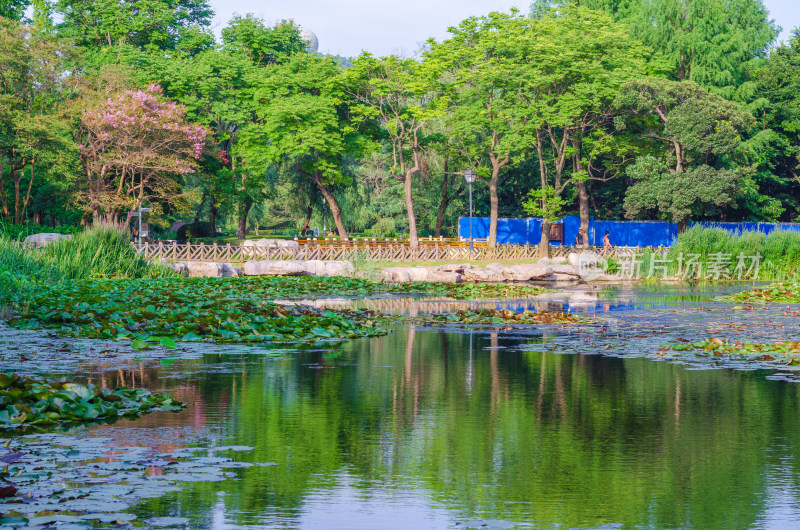 青岛中山公园，池塘中绿树红花倒影