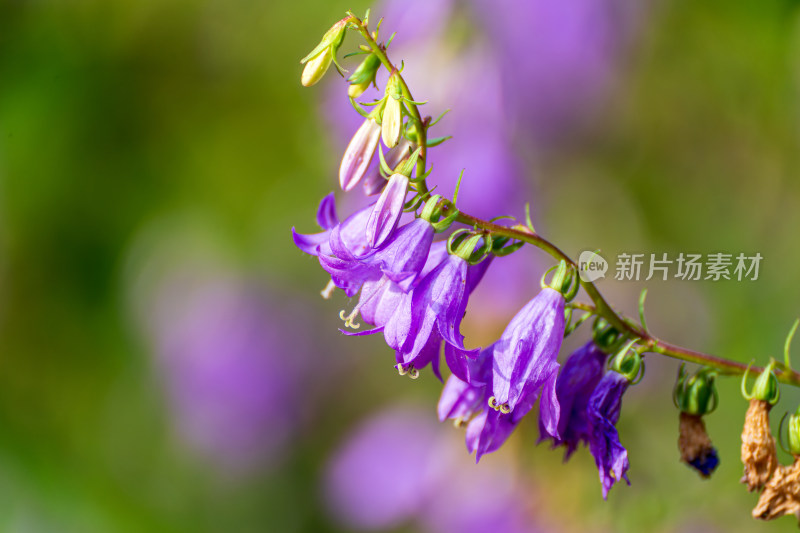 紫色沙参花