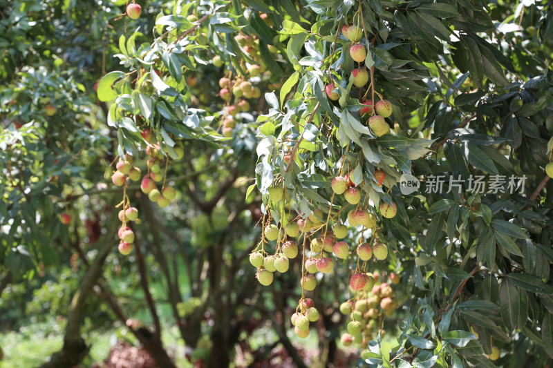 挂满荔枝的荔枝树