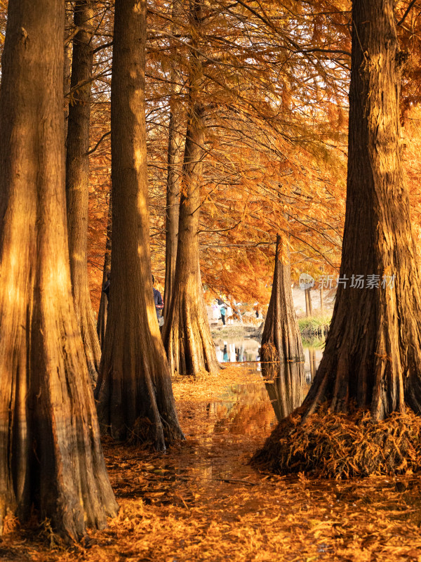 南京明孝陵，秋天的的金黄色水杉自然风景