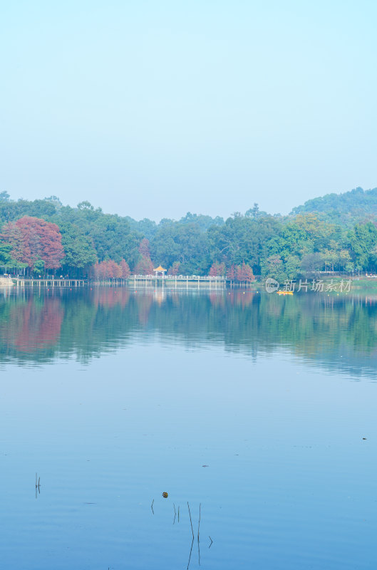 广州麓湖公园湖光山色落羽杉红叶自然风光