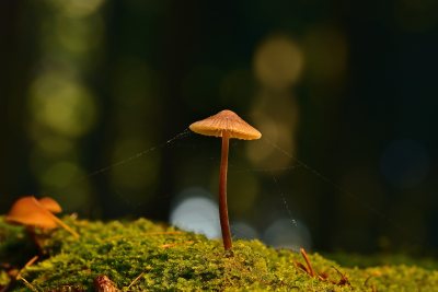 野生菌野生菌蘑菇生长环境菌类山菌