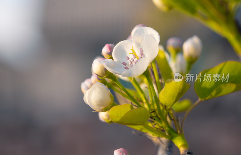 春季东北梨花花朵特写