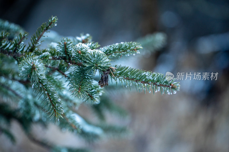 冬天冰冻的植物