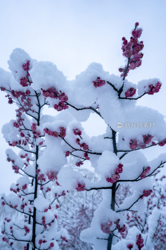 雪后的梅花很美