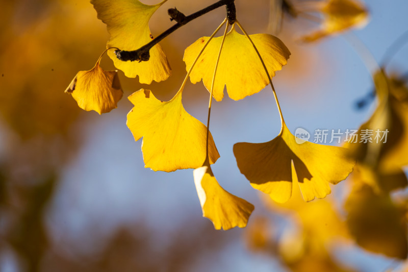 秋季银杏树叶特写