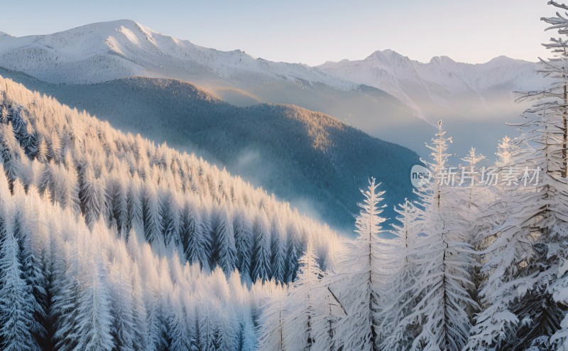 冬季森林白雪覆盖风景